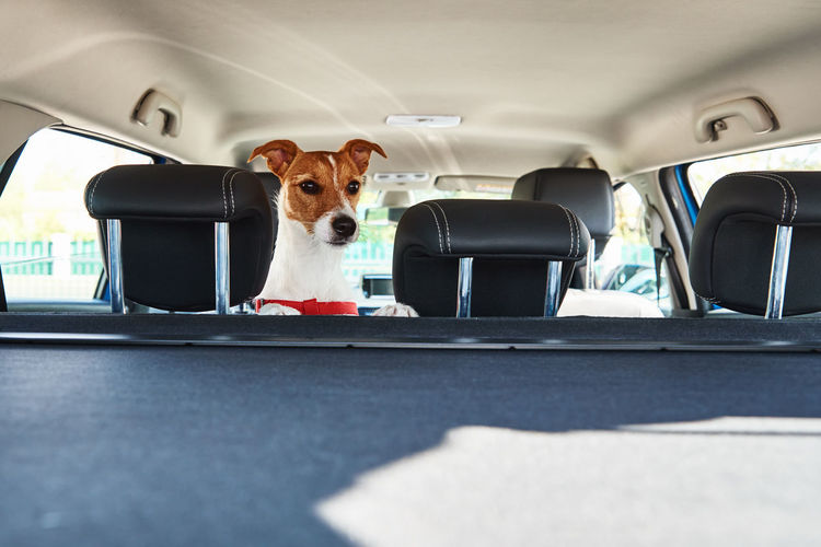 Jack russell terrier dog looking out of car seat. trip with a dog