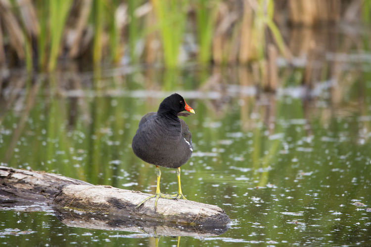 Black bird perching on a lake