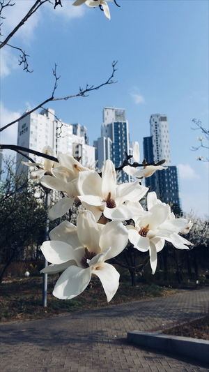 White flowering plants against sky in city