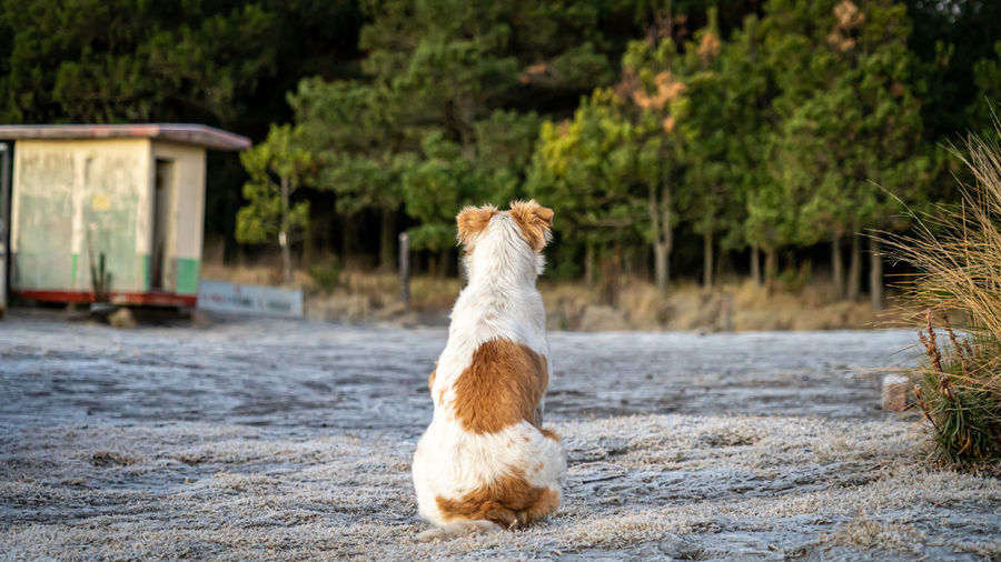 View of a rabbit on land