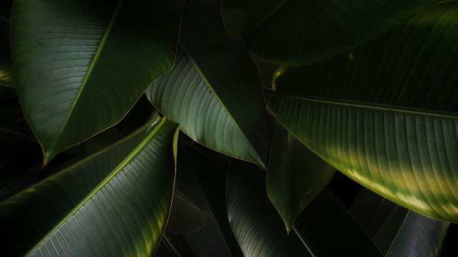 Tropical banana leaf texture, abstract green leaf, large palm foliage nature dark green background