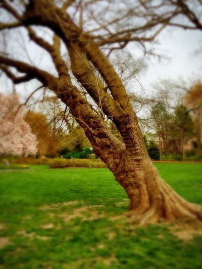 Tree growing on grassy field