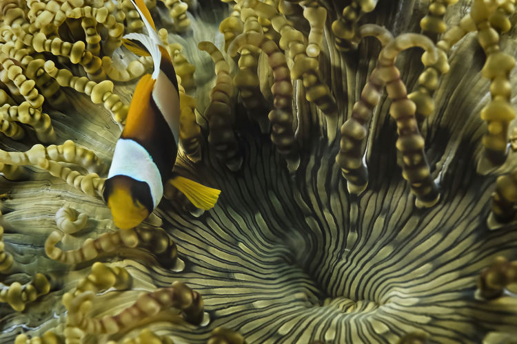 A clownfish in a bubble anemone in madagascar.