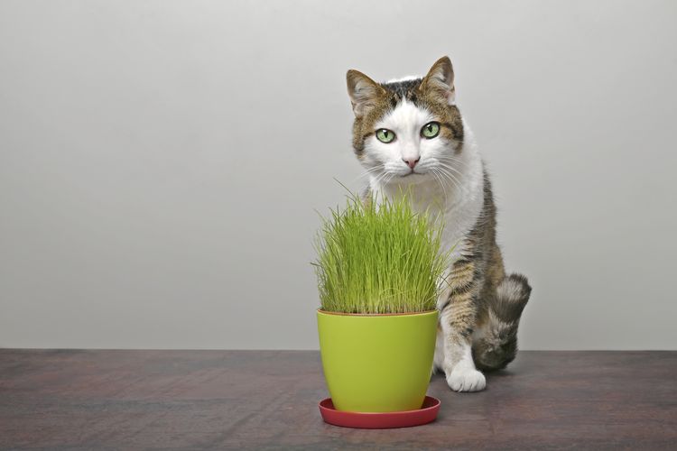 Portrait of cat by potted plant on table