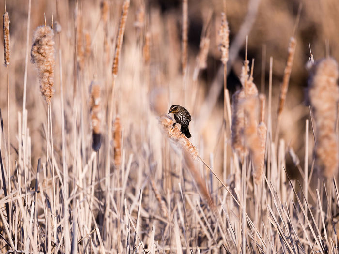 Profile view of an adult female red-winged blackbird perched on reed in the leon-provancher marsh