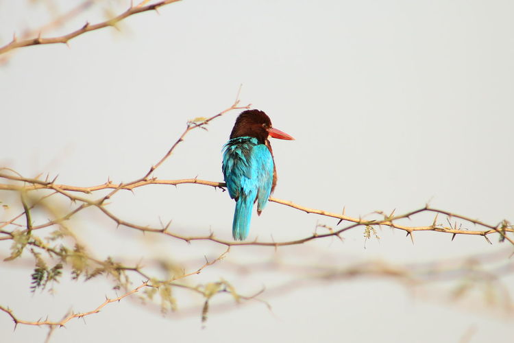 Rear view of kingfisher perching on plant