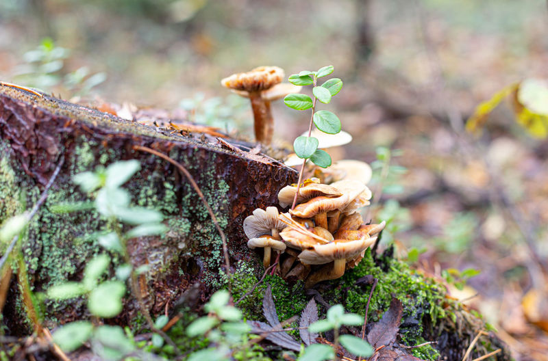 Mushrooms on a stump in a autumn forest. wild food, low environmental footprint.