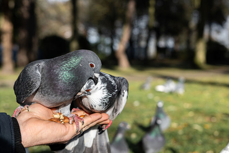 bird