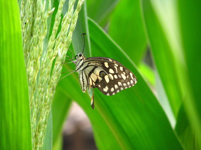 Close-up side view of butterfly on plant