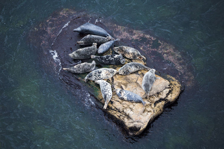 High angle view of grey seals resting on a large rock at low tide during a summer day, percé