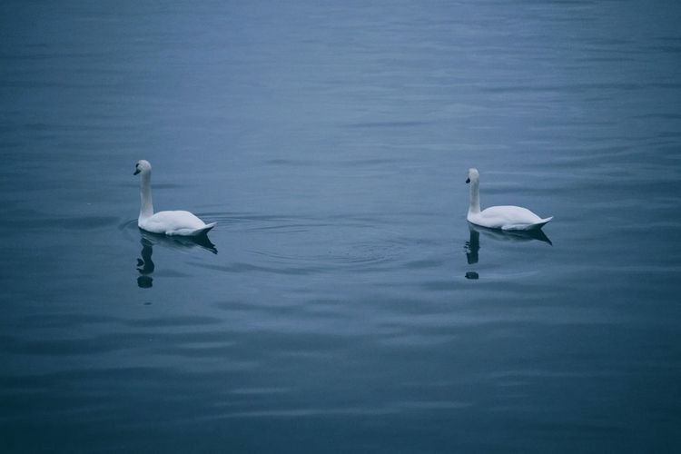 Swans swimming in lake