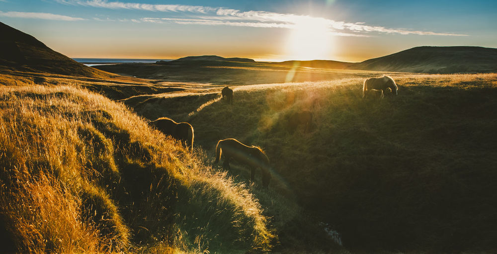 Horses grazing on land against sky during sunset