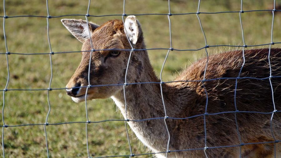 Close up of deer by fence
