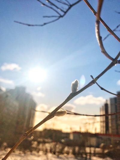 Close-up of plants against sky