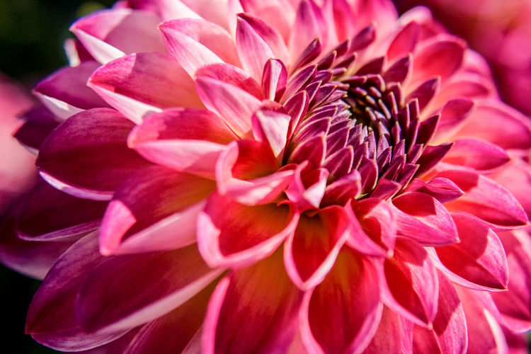 Close-up of pink dahlia
