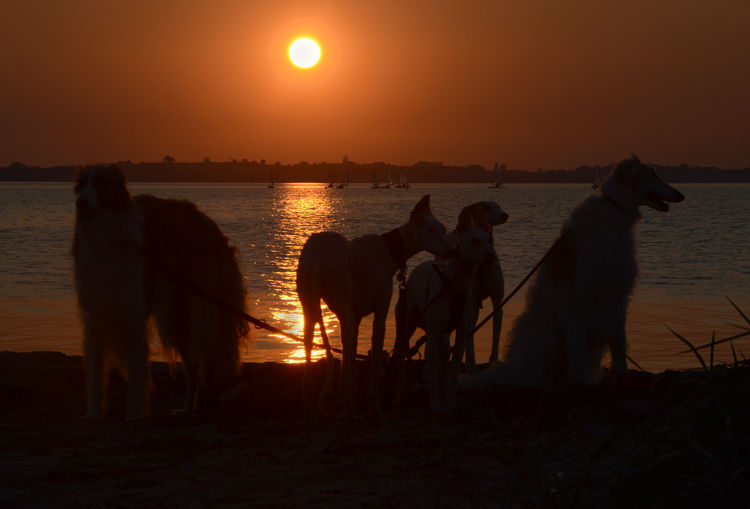 Horses in the sea at sunset