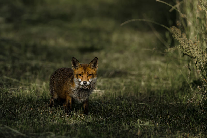 Portrait of fox standing on land