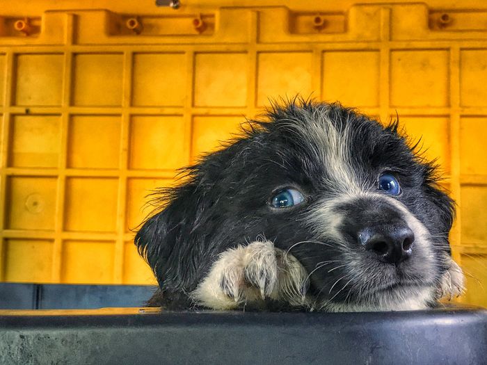 Close-up portrait of a dog
