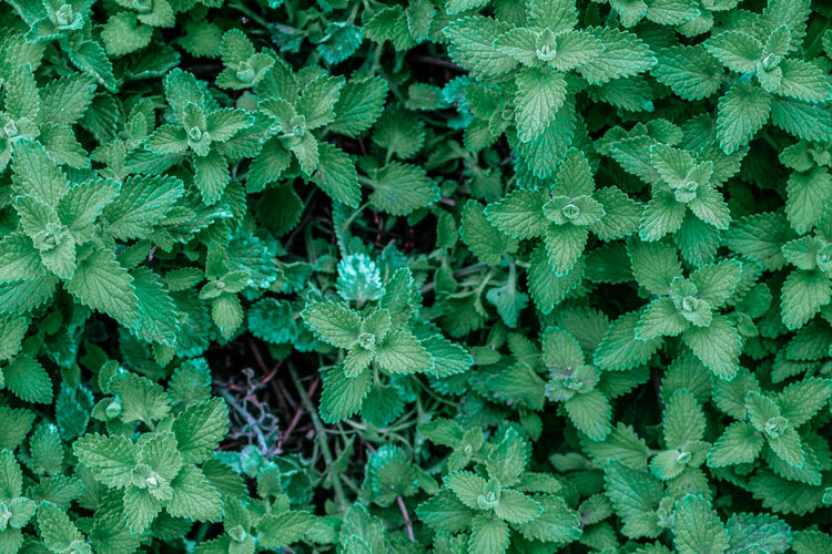Full frame shot of plant outdoors