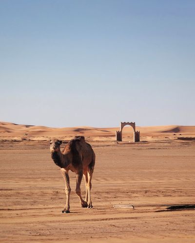 Camel at desert against clear sky