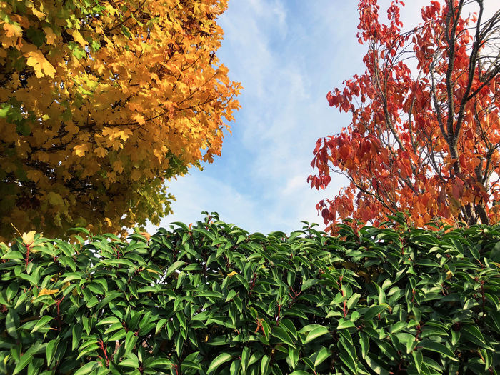 Low angle view of autumn tree against sky