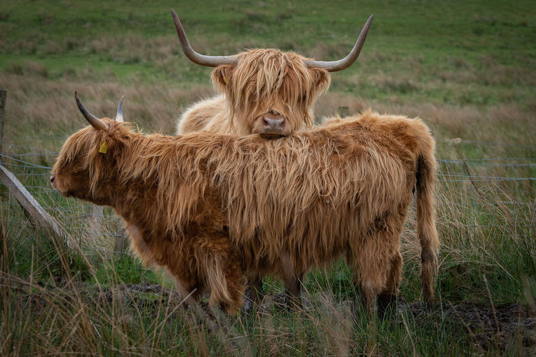 Highland cattle at isle of skye - scotland