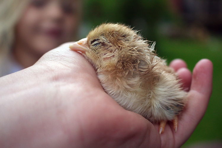 Cropped hand of person holding baby chicken