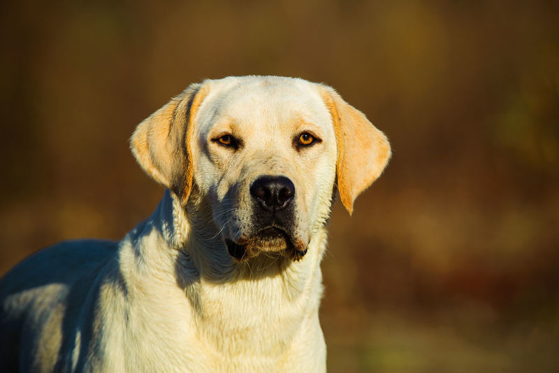 Portrait of yellow labrador retriever