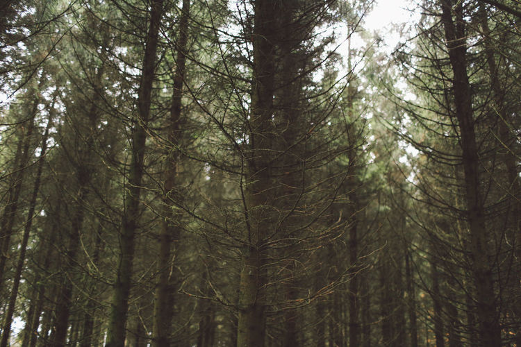 Low angle view of trees in forest
