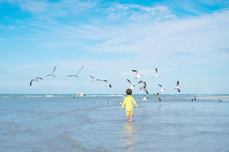 Rear view of boy at beach with seagulls flying over sea against sky