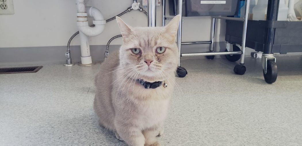 Portrait of cat sitting on table