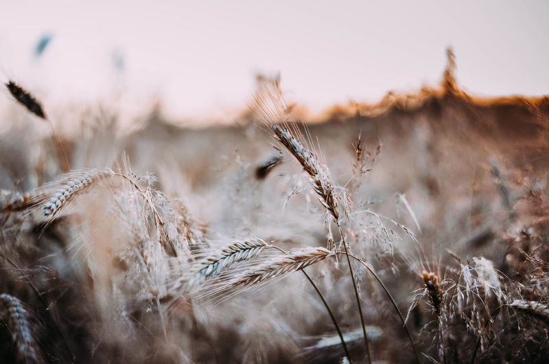 Close-up of wilted plant on field against sky