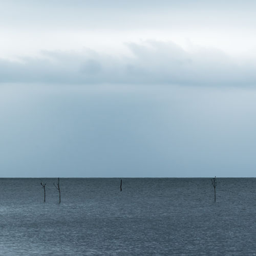 Bald stems of small trees in the baltic sea