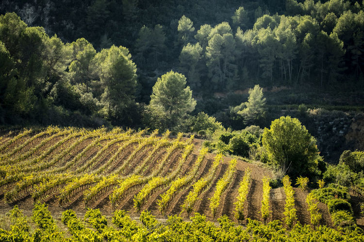 Landscape of vineyards during autumn in the wine-producing area of denomination of origin penedes 