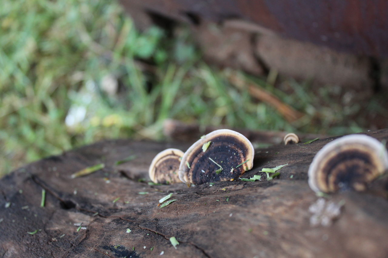 CLOSE-UP OF SNAIL ON WOOD IN FOREST