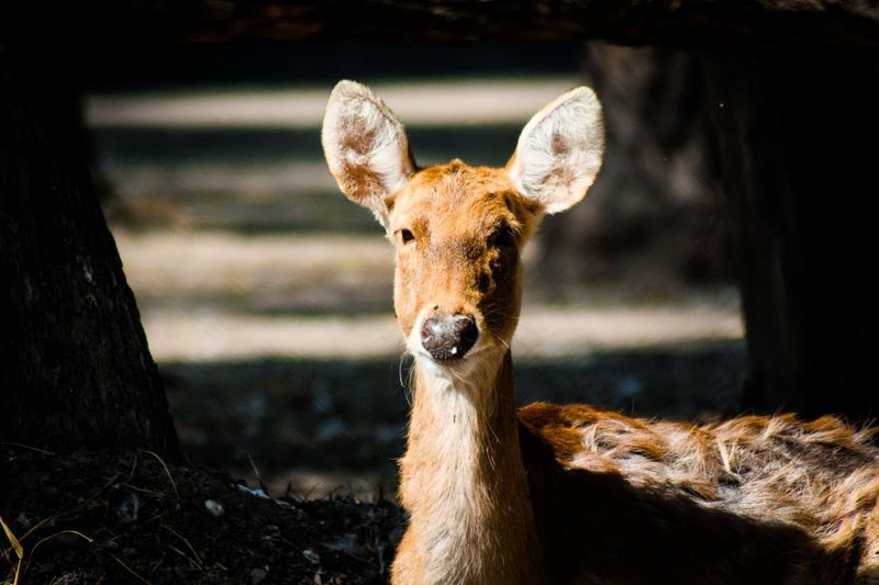 Portrait of deer on field