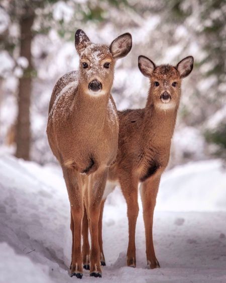 Portrait of deer standing in snow