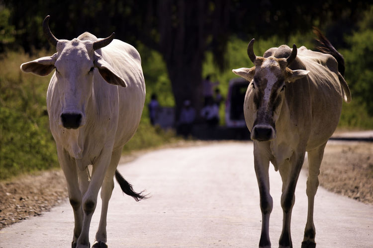Two cows with horns walking on a street of rajasthan, india