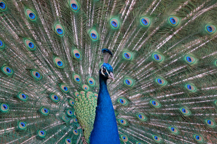 Close-up of peacock fanned out feathers
