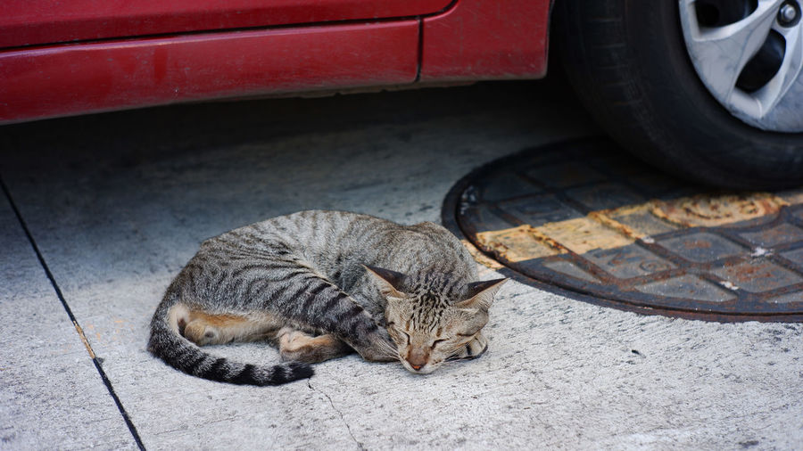 High angle view of tabby cat on street