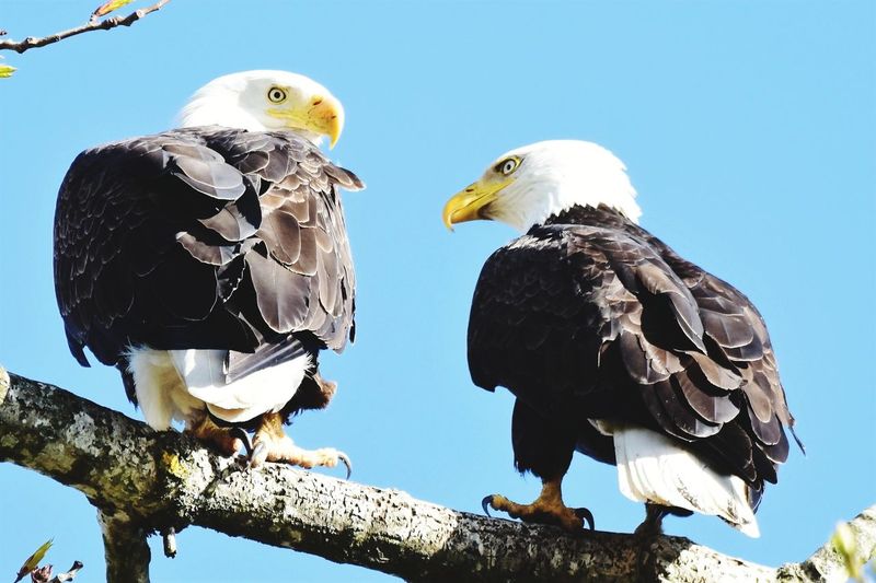Low angle view of eagles perching on branch against clear sky