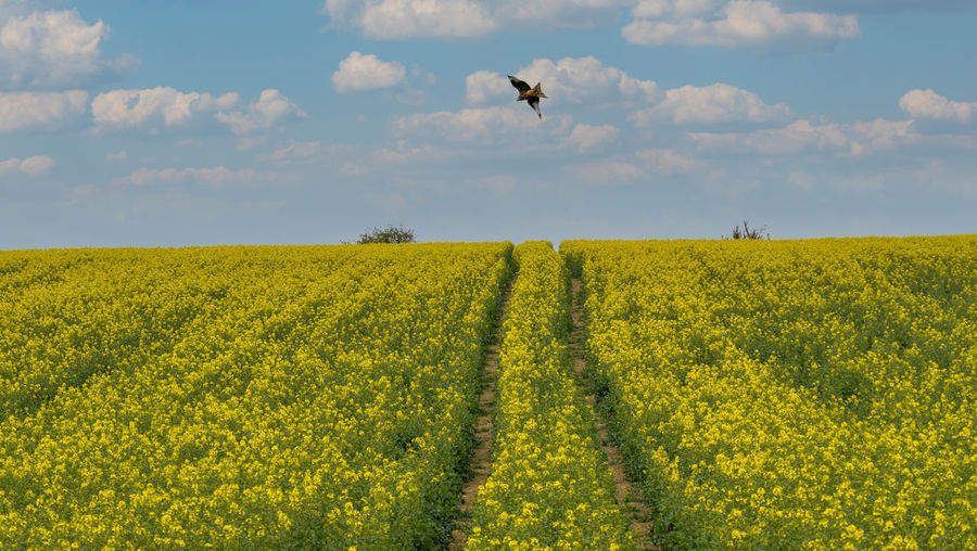 Bird of prey swooping over rapeseed field