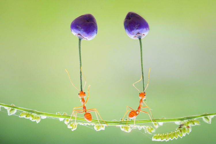 Close-up of ants on plant