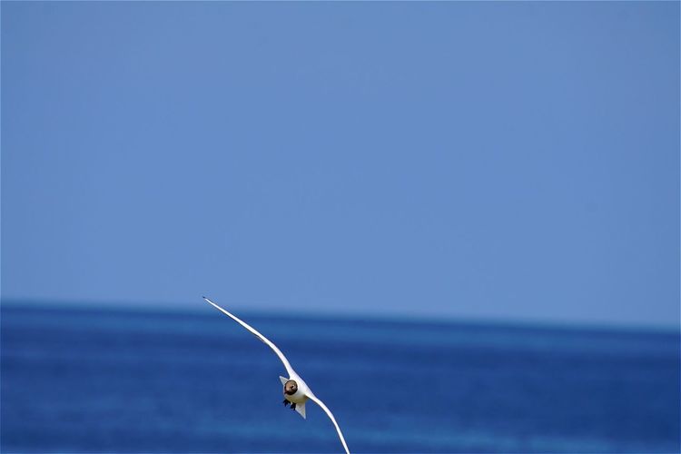 Black-headed gull flying over sea against clear sky