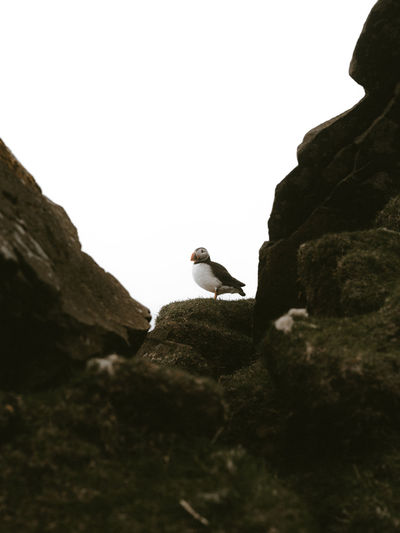 Low angle view of puffin on rock formation against clear sky