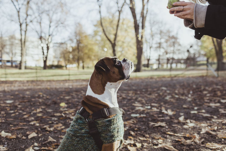 Side view of boxer dog looking at female pet owner holding tennis ball at park