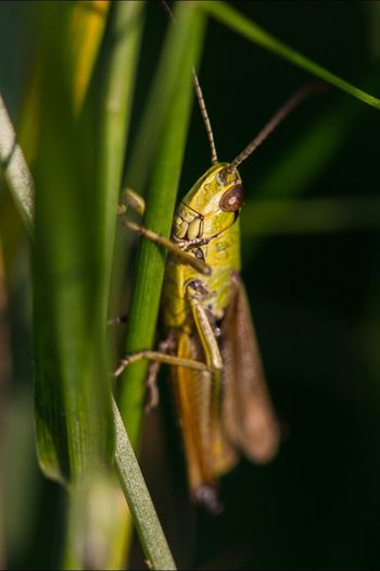 Close-up of insect on leaf