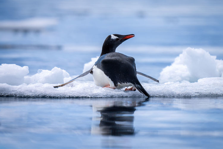 Gentoo penguin lies on ice looking back