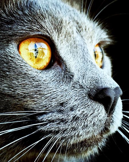 Close-up of russian blue cat