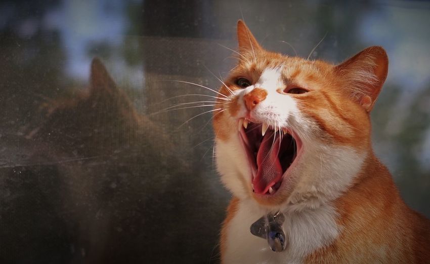 Close-up of cat yawning against glass